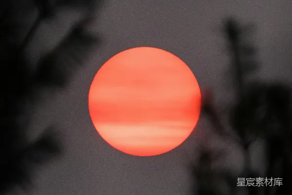 高清摄影 夕阳西下，树影剪影