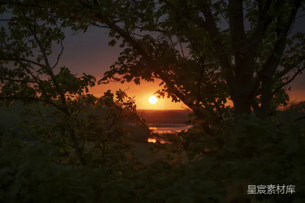 高清摄影 夕阳透过树林