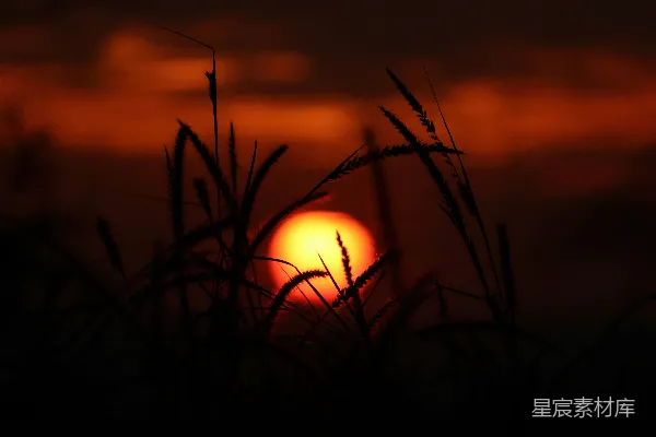 高清摄影 夕阳下的麦穗剪影