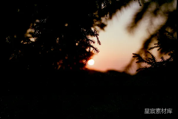 高清摄影 夕阳透过松树枝梢