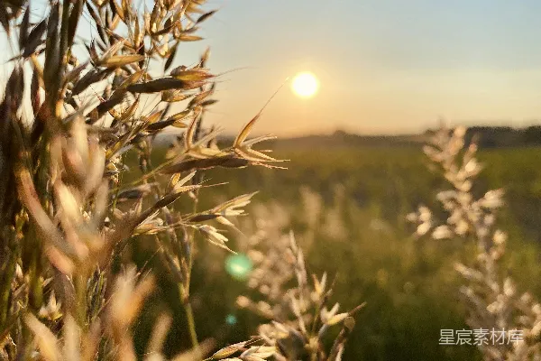 高清摄影 夕阳下的麦田