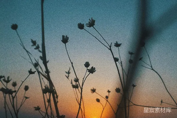 高清摄影 夕阳下的草影