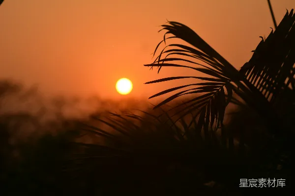 高清摄影 夕阳下的棕榈树剪影
