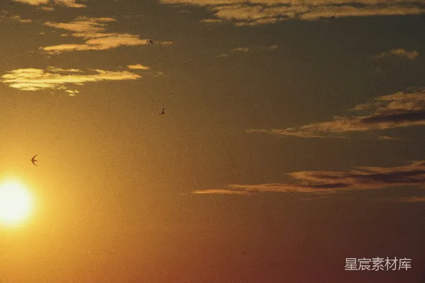 高清摄影 夕阳下的自由飞行