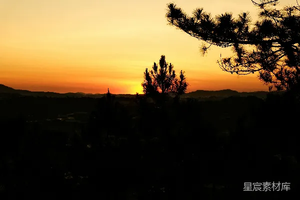 高清摄影 夕阳下的松林剪影