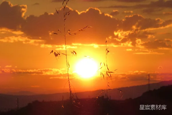 高清摄影 夕阳下的野草剪影