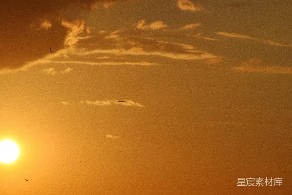 高清摄影 夕阳下的鸟群