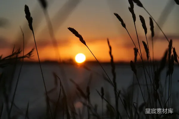 高清摄影 夕阳下的麦穗剪影