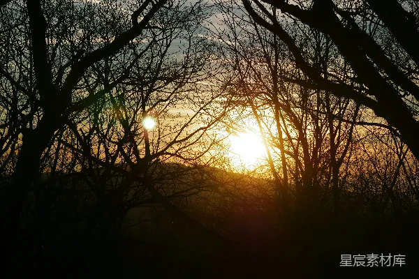 高清摄影 夕阳透过树枝的剪影