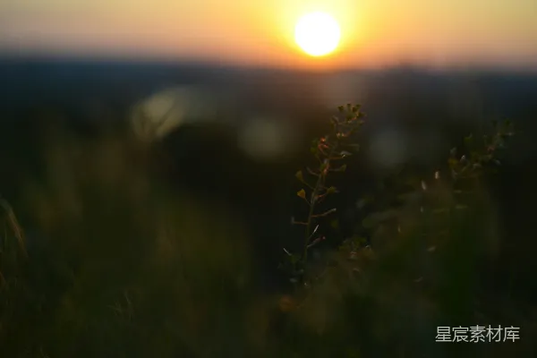 高清摄影 夕阳下的小草