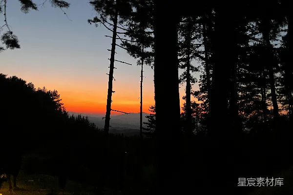 高清摄影 夕阳下的森林剪影