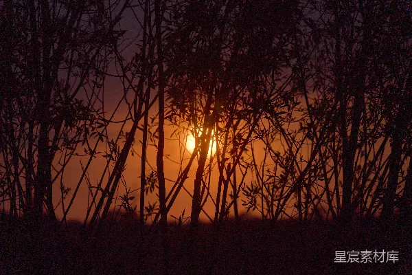 高清摄影 夕阳透过树林
