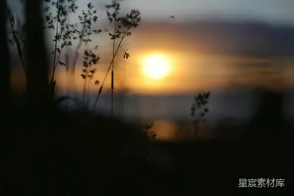 高清摄影 夕阳下的草影