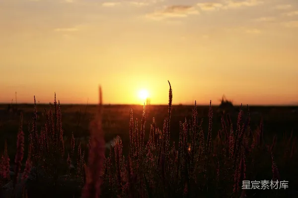 高清摄影 夕阳下的野花