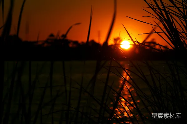 高清摄影 夕阳下的稻田