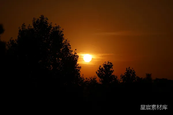高清摄影 夕阳下树影的剪影