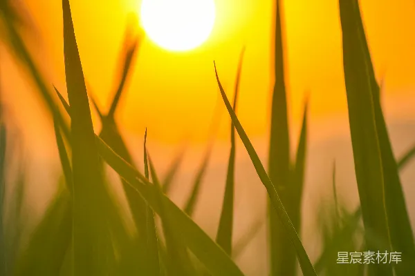 高清摄影 夕阳下的稻田