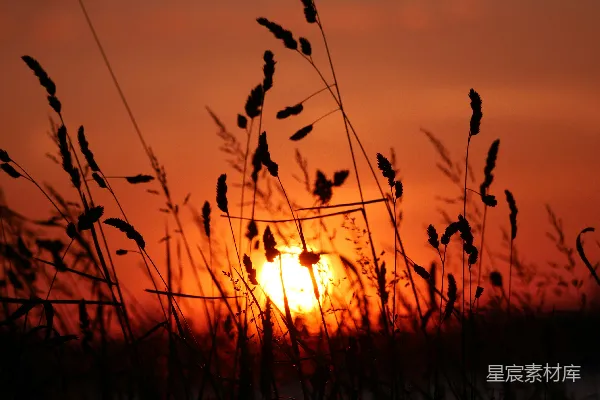 高清摄影 夕阳下的草丛