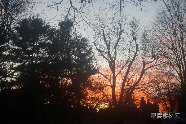 高清摄影 夕阳下的树影