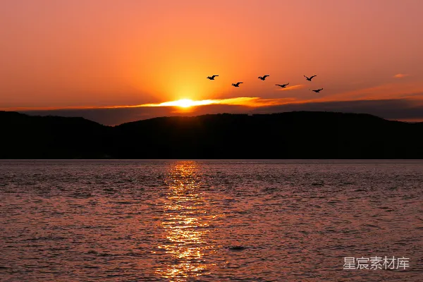高清摄影 夕阳下的湖面与飞翔的鸟群