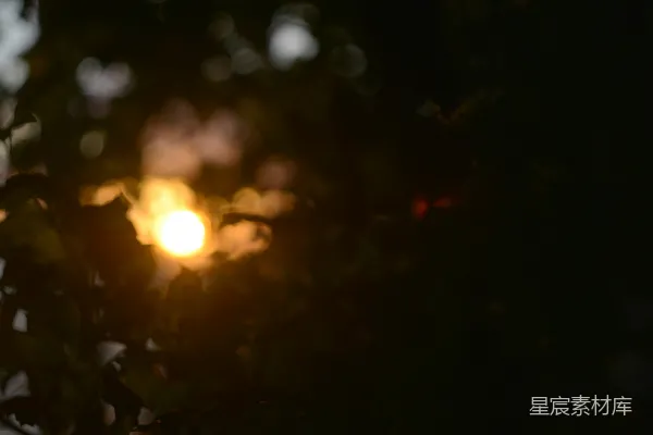 高清摄影 夕阳透过树叶的光斑