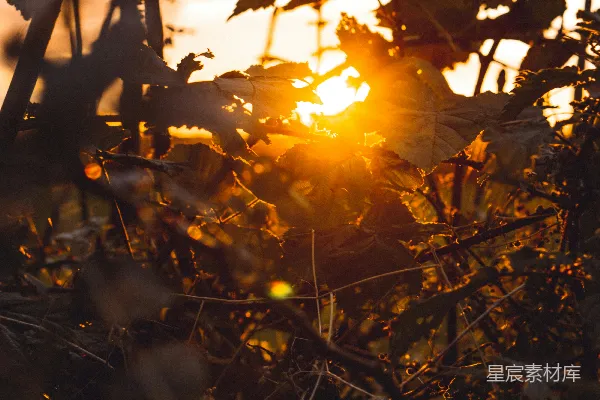高清摄影 夕阳透过枝叶