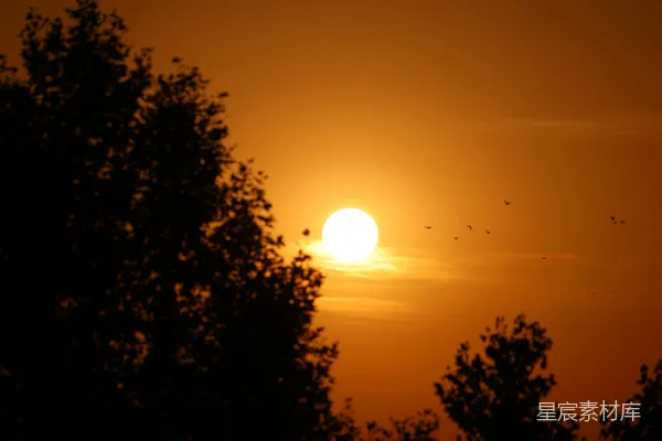 高清摄影 夕阳下的树影