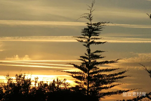 高清摄影 夕阳下的松树剪影