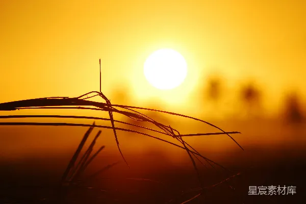 高清摄影 夕阳下的稻草