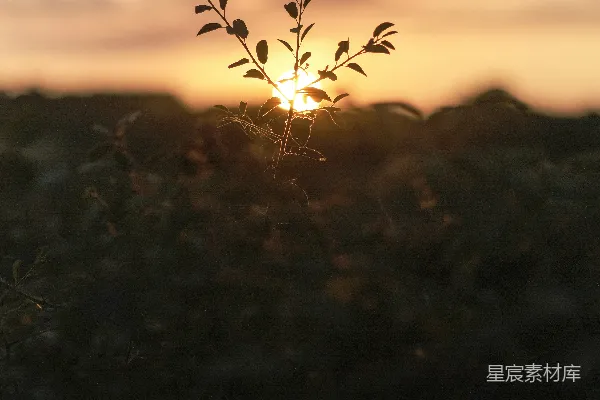 高清摄影 夕阳下的小树枝
