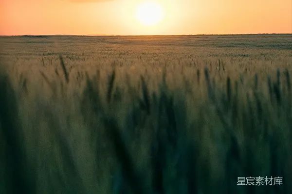 高清摄影 麦田夕阳