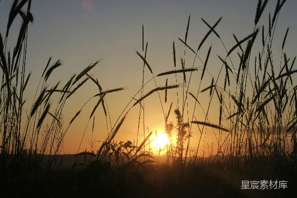 高清摄影 夕阳下的芦苇