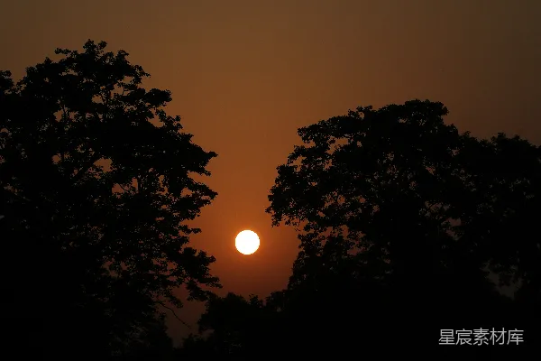 高清摄影 夕阳西下，树影婆娑