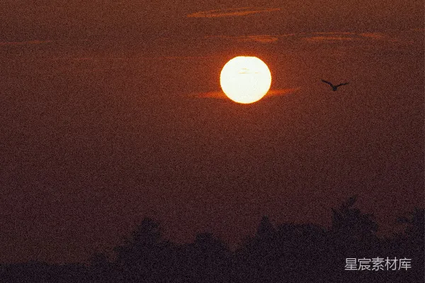 高清摄影 夕阳下的鸟影