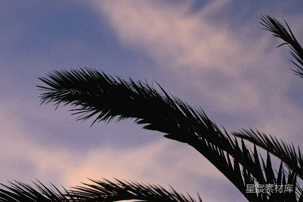 高清摄影 夕阳下的棕榈树剪影