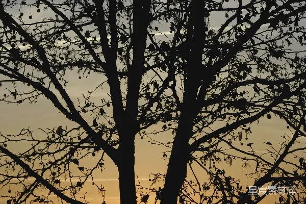 高清摄影 夕阳透过树枝