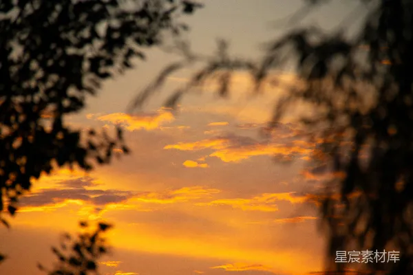 高清摄影 夕阳透过树梢