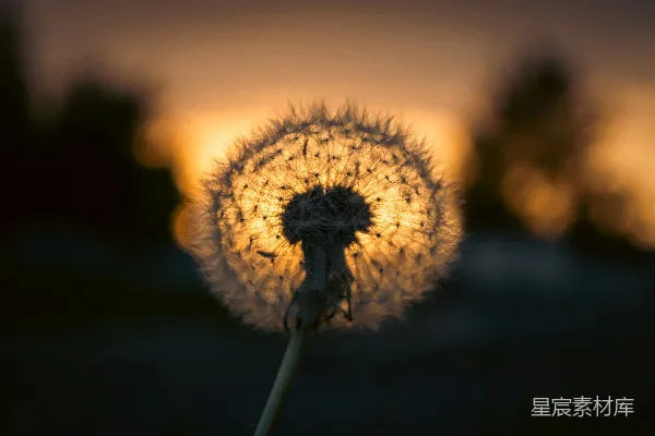 高清摄影 夕阳下的蒲公英