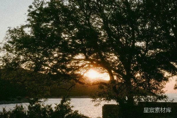 高清摄影 夕阳下的树影