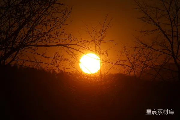 高清摄影 夕阳透过树枝的剪影