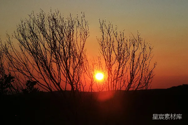 高清摄影 夕阳下的枯树剪影