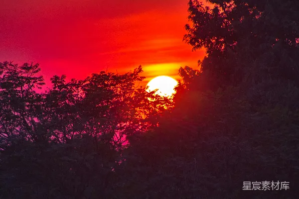 高清摄影 夕阳透过树梢
