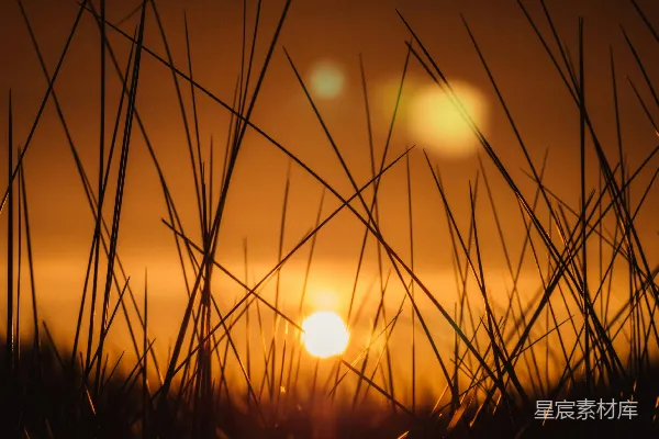 高清摄影 夕阳透过草丛