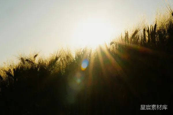 高清摄影 麦田夕阳
