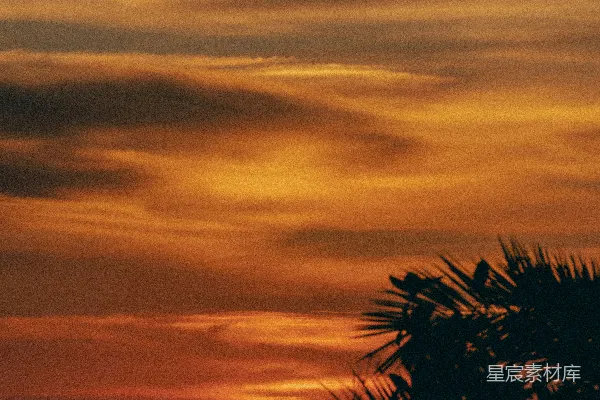高清摄影 夕阳下的椰子树剪影