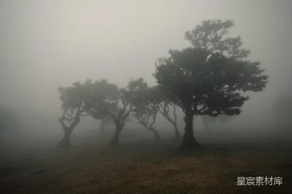 高清摄影 雾中的森林剪影