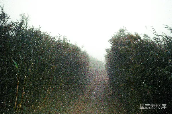 高清摄影 竹林迷雾中的小径