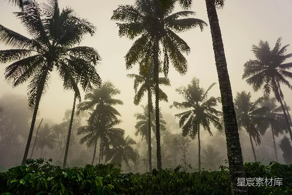 高清摄影 热带雨林中的雾气与椰子树