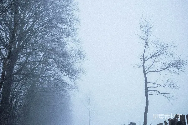 高清摄影 雪雾中的森林小径