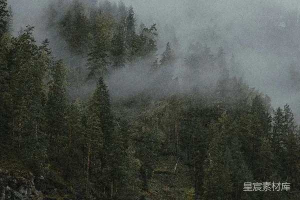高清摄影 雾中森林